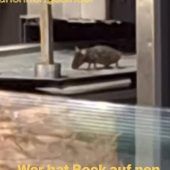 Maus-Alarm am Döner-Stand