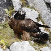 Wilder Bartgeier zu Besuch