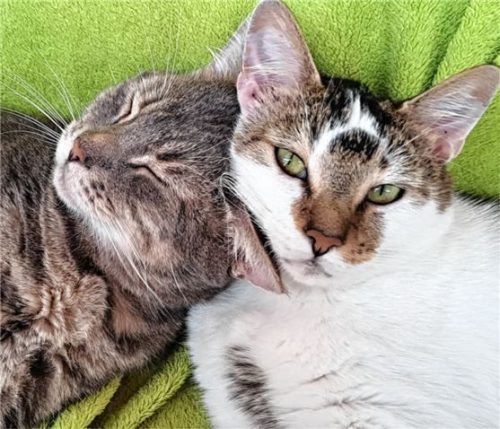 Cimba und Columbus sind innige Freunde. Foto re