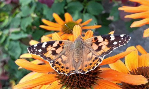 Das Gewinnerbild des Fotowettbewerbs von Maria Guggenberger, das die Versammlungsteilnehmer ausgewählt haben. Foto guggenberger