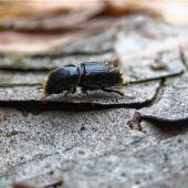 Waldbesitzer führen Kampf gegen kleinen Schädling