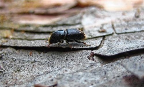Der Borkenkäfer ist winzig und zunächst unsichtbar. Doch der Schädling vermehrt sich schnell und bedeutet für einen befallenen Baum den sicheren Tod.Foto AELF Traunstein