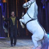 Zwischen Clowns, Löwen und Akrobaten