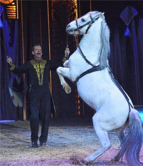 Der Circus Krone ist bekannt für seine Wildtiershows: Neben Tigern und Löwen gibt es auch zahlreiche Auftritte mit Pferden.