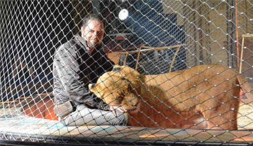 Der „Löwenmann“ Martin Lacey junior begeisterte die zahlreichen Zuschauer mit seiner Show. Foto Schlecker