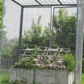 Viergespann im Käfig