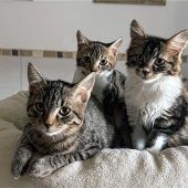 Geschwistertrio sucht nach gemeinsamer Bleibe