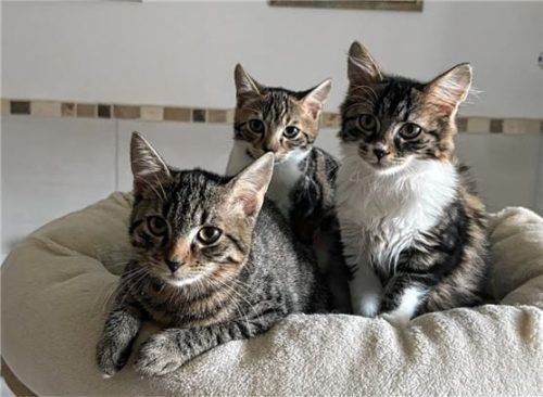 Die Katzen Kyra sowie Sheila und Ricky wurden Ende Mai geboren und sind derzeit auf einer Pflegestelle untergebracht. Foto re