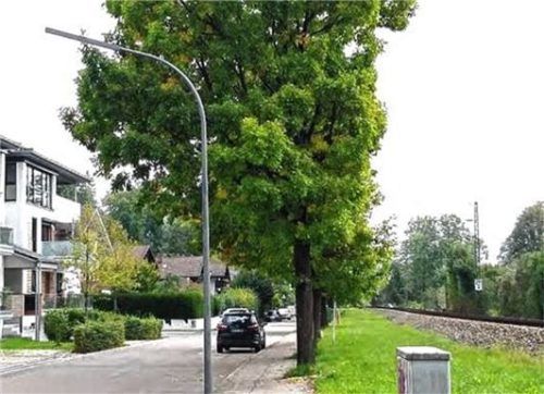 Durch die Nähe zum Bahngleis müssen die Eichen regelmäßig zurückgeschnitten werden. Diese Einseitigkeit beeinträchtigt ihre Standfestigkeit zunehmend. Foto