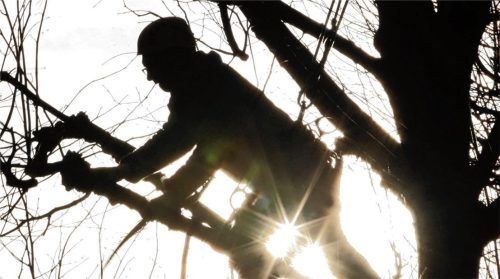 Einer arbeitet oben im Baum, so wie auf diesem Symbolfoto, ein Kollege läuft unten vorbei und wird am Kopf getroffen. Das geht 100-mal gut und beim 101. Mal nicht.Foto dpa | Uli Deck