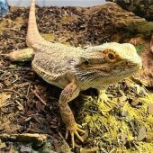 Pflegeleichte Bartagame sucht Zuhause mit täglicher Dusche