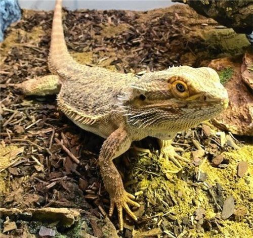 Gustav ist sehr neugierig und wünscht sich viel Platz zum Erkunden. Foto re
