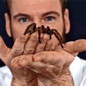 Riesenspinne kommt nach Rosenheim