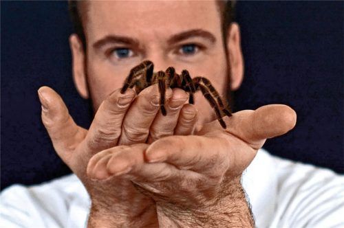 Mit seinen großen Spinnen reist Giovanno Neigert von Stadt zu Stadt. Nun kommt er nach Rosenheim. Foto privat