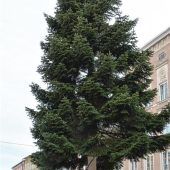 Hier kommt die Hauptattraktion