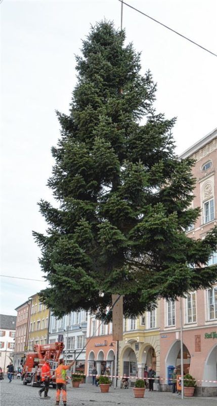 Per Kran wurde die stolze Tanne aufgerichtet.