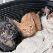 Tierschutzverein kämpft mit Verlusten