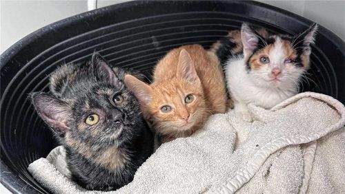 Viele Tiere benötigen oft eine intensivere Pflege und dadurch einen längeren Aufenthalt, der allerdings mit höheren Kosten verbunden ist. Foto Tierschutzverein Rosenheim