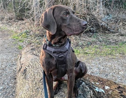 „Watson“, ein sozialer und verspielter Viszla Mix hofft auf neue Spielfreunde.Foto re