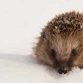 So tricksen Wildtiere den Winter aus