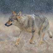 Kritik an Wolfs-Beschluss