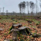 Naturschützer kritisieren Kahlschlag im Spessart