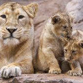 Löwen-Babys zeigen sich den Zoo-Besuchern