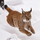 Finja auf Partnersuche Waldrapp fliegt falsch Sensible Delfine