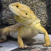 Hohe Stromkosten im Terrarium