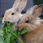 Großer Freilauf oder eigenes Zimmer nötig