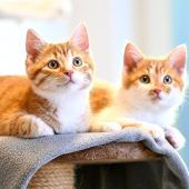 Die Stubentiger können 16 Jahre und älter werden