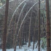 Forstbesitzer: Spaziergänge im Wald sind gefährlich