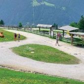 Schmerzensgeld für Kuh-Angriff