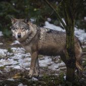 Geht’s dem Wolf jetzt an den Kragen?