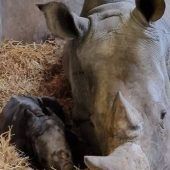 Christbaum brennt: Haus unbewohnbar 50 Millionen Euro für Landarztpraxen Nashorn-Baby im Augsburger Zoo Studie: 10H-Regel bremst Bayern aus
