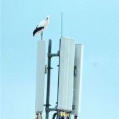 Abflug verpasst? Storch vergisst Winterresidenz