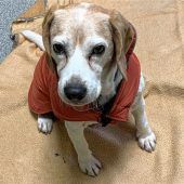 Verschmuster Beagle