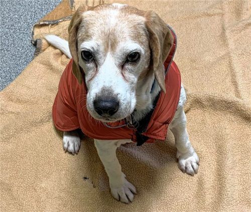 Der achtjährige Beagle Timmi liebt seine Menschen wie ein Welpe.Foto re