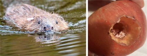 Ein bislang unbekannter Täter hat versucht, mit einem vergifteten Apfel einen Biber zu töten. Foto dpa/ Joachimsmeyer