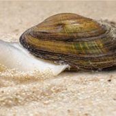 Bachmuschelbestand erholt sich dank erfolgreichem Projekt