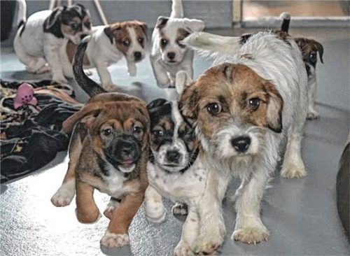 Kiki und Co bringen viel Liebe in ein neues Zuhause. Foto re