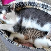 Tapsi und Tarzan wollen gemeinsam kuscheln