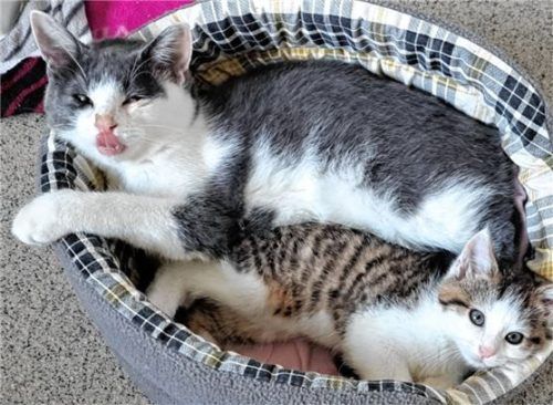 Tapsi sieht sich als Tarzans großer Bruder, weshalb sie zusammen vermittelt werden. Foto re