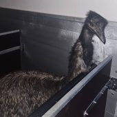 Ein Emu sucht seinen Besitzer