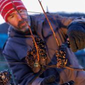 Fränkischer Winzer wagt die Eiswein-Ernte