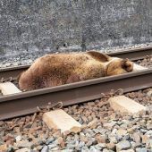 Kein Braunbär in Bayern, aber der nächste Besuch ist vorprogrammiert