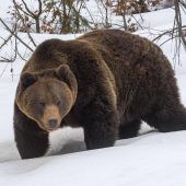 Zu viele Bären: Trentino plant massiven Abschuss