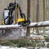 Chaos im Wald nach Schnee und Regen