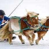 Mit Pferdestärken durch den Schnee