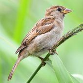Zahl der Gartenvögel nimmt ab